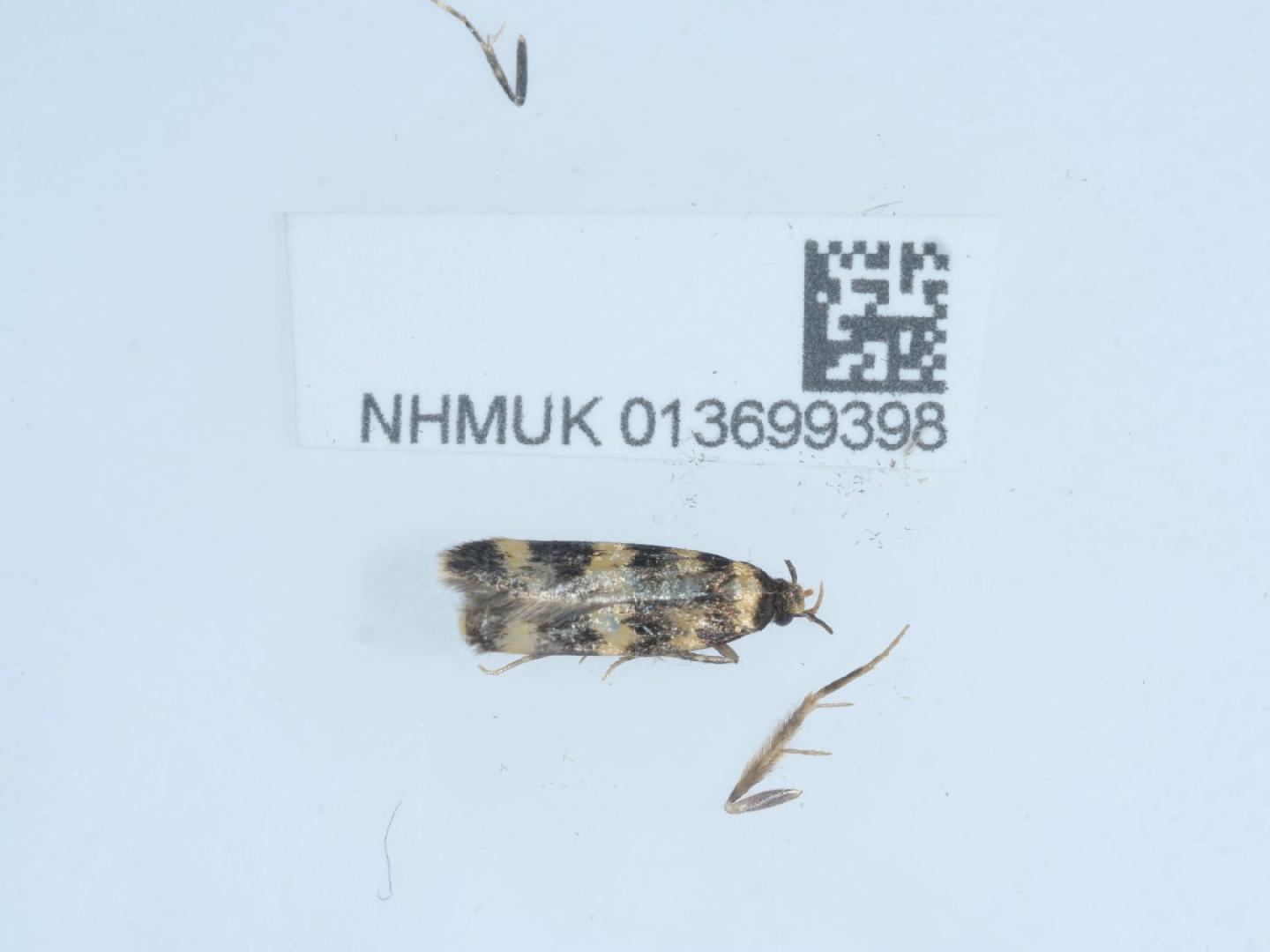 Oegoconia