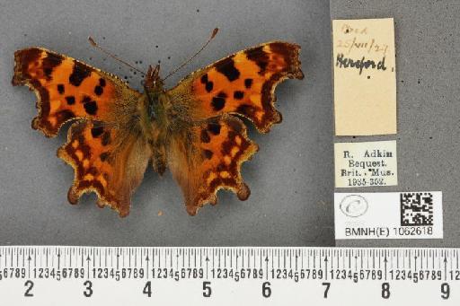 Polygonia c-album (Linnaeus, 1758) - BMNHE_1062618_23416