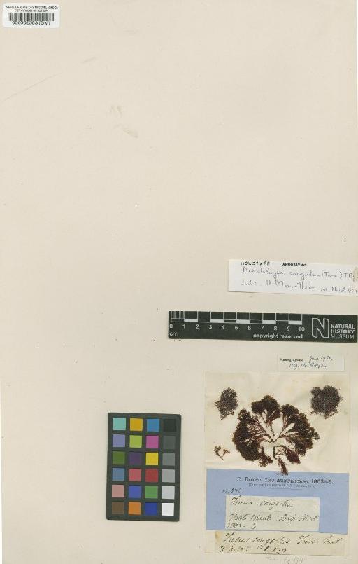 Areschougia congesta (R.Br. ex Turner) J.Agardh - BM000562583