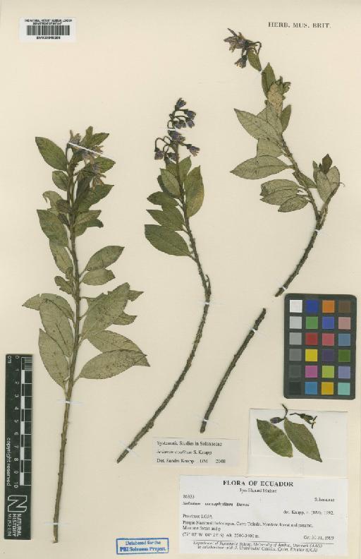 Solanum coalitum S.Knapp - 000848288