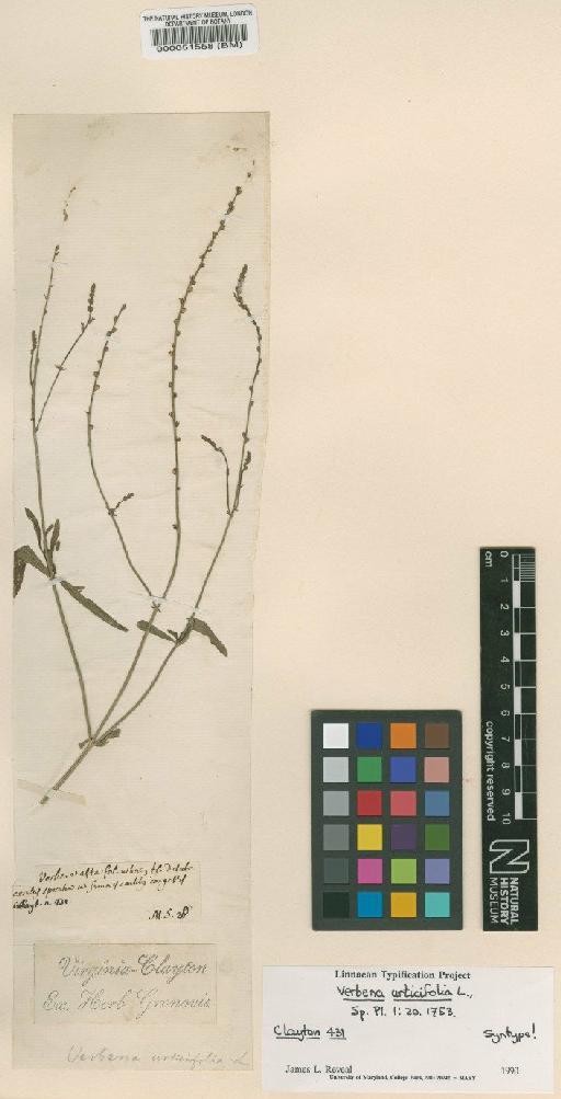 Verbena urticifolia L. - BM000051558