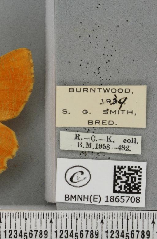 Angerona prunaria ab. spangbergi Lampa, 1885 - BMNHE_1865708_label_431013