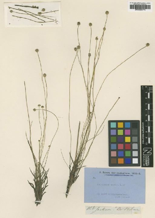 Eriocaulon scariosum Sm. - BM000990770