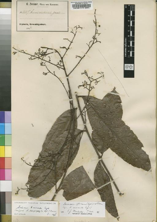 Sorindeia africana (Engl.) Vanderveken - BM000081216