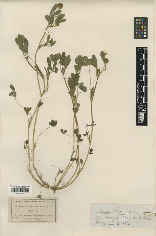 Trifolium leucanthum M.Bieb. - BM000751239