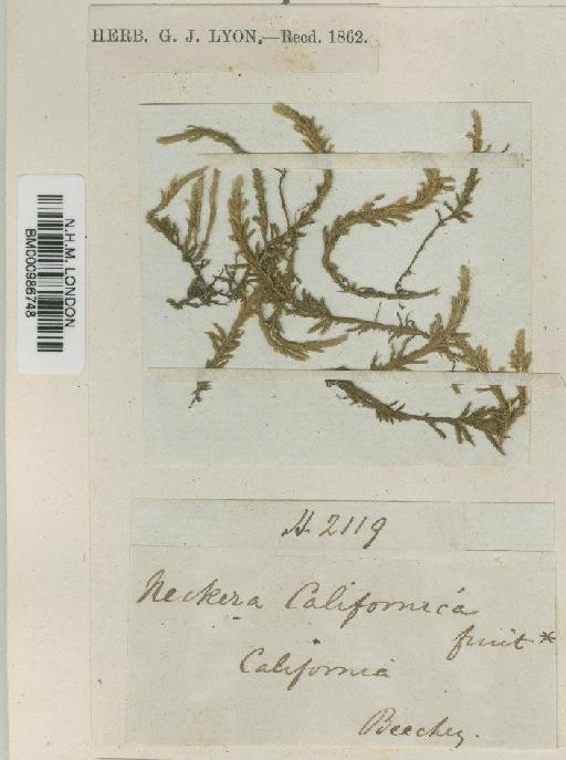 Alsia californica (Hook. & Arn.) Sull. - BM000986748