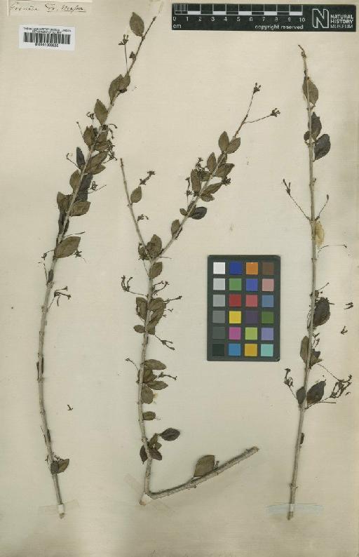 Chomelia fasciculata (Sw.) Sw. - BM001008925
