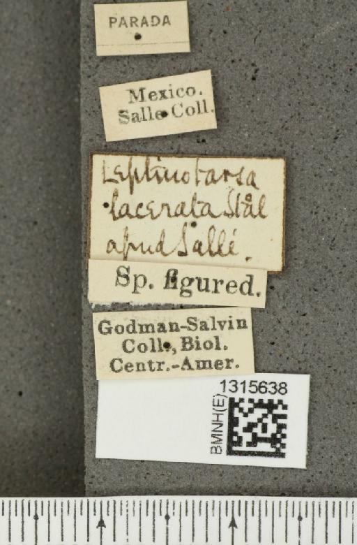 Leptinotarsa lacerata Stål, 1858 - BMNHE_1315638_label_15343