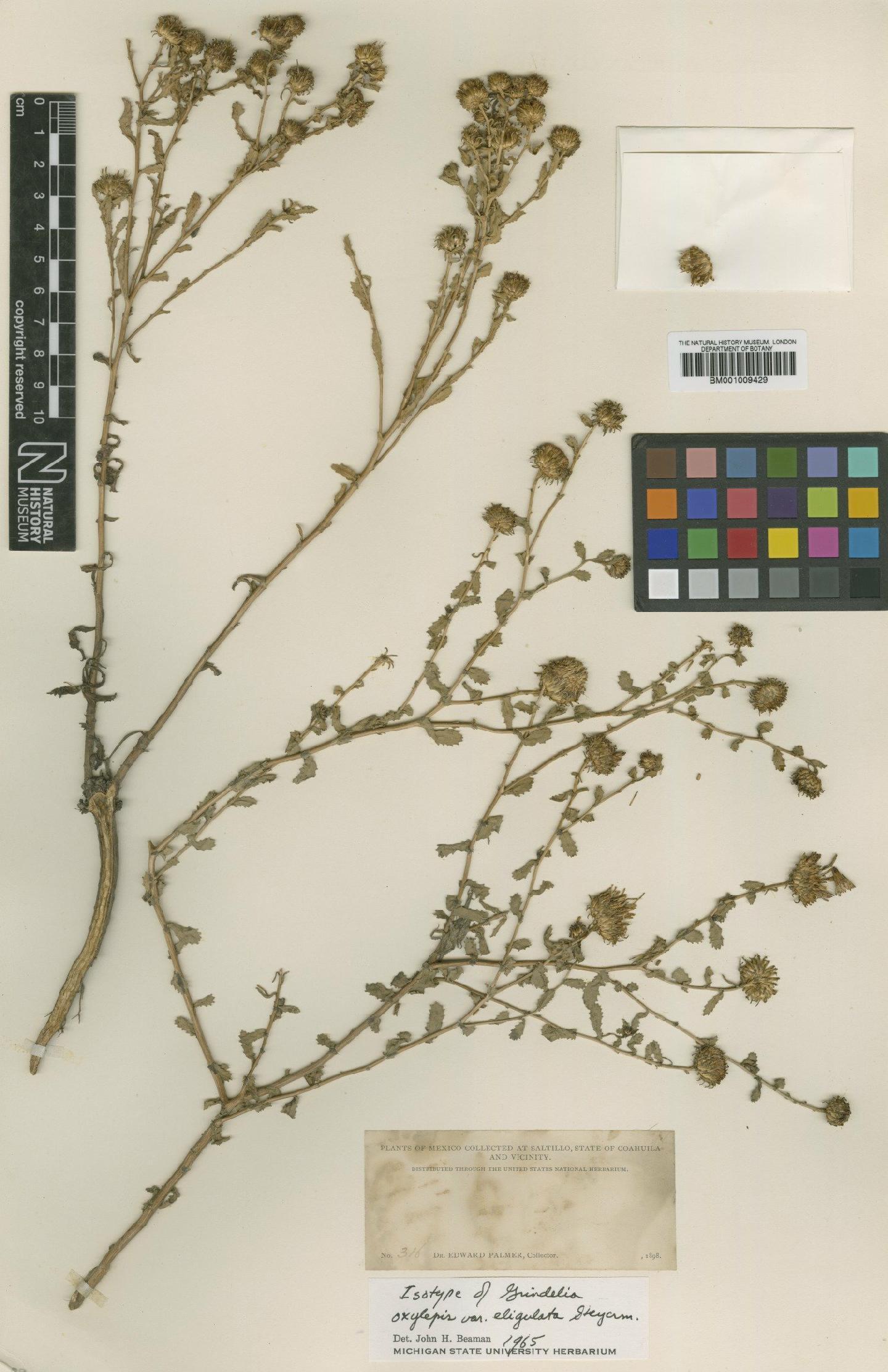 To NHMUK collection (Grindelia oxylepis Greene; Isotype; NHMUK:ecatalogue:609929)