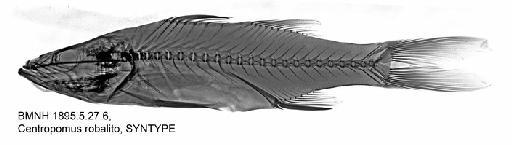 Centropomus robalito Jordan & Gilbert, 1882 - BMNH 1895.5.27.6, Centropomus robalito, SYNTYPE, Radiograph