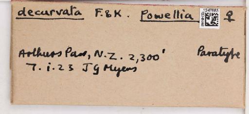 Trioza decurvata Ferris & Klyver, 1932 - 010718542_additional(1)