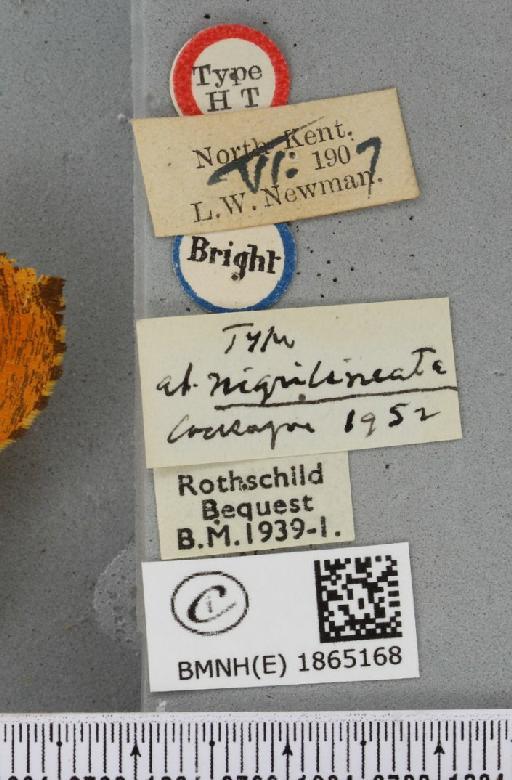 Angerona prunaria ab. nigrilineata Cockayne, 1952 - BMNHE_1865168_label_430848