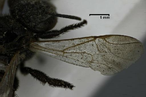 Trigona mombuca Smith, F., 1863 - Trigona_mombuca-BMNH(E)970284-wing-2,0x