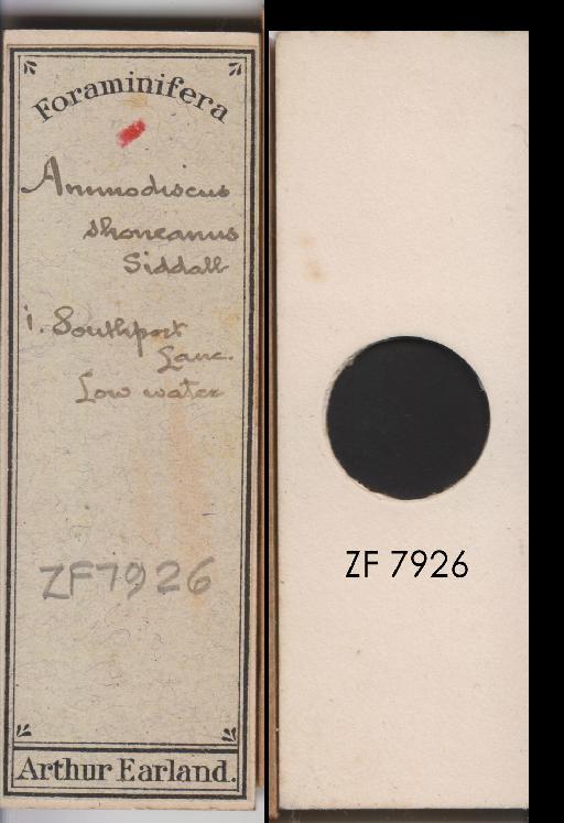 Ammodiscus shoneanus (Siddall 1878) - ZF 7926.tif