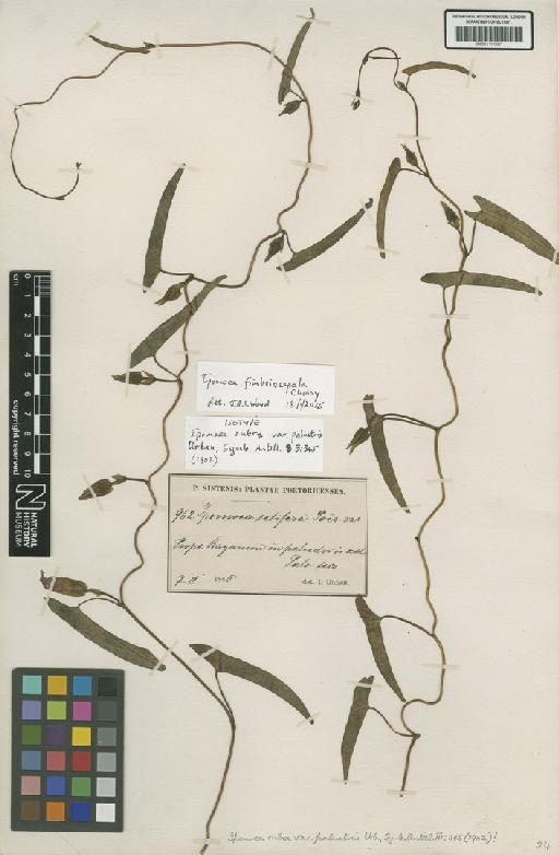 Ipomoea fimbriosepala Choisy - BM001191587