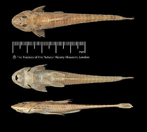 Loricariichthys maculatus (Bloch, 1794) - BMNH 1900.4.14.25, Loricariichthys maculatus