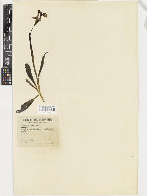 Ophrys apifera Huds. - BM001117193