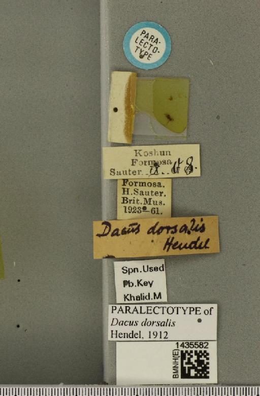 Bactrocera (Bactrocera) dorsalis (Hendel, 1912) - BMNHE_1435582_label_29570