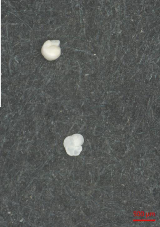 Globorotalia truncatulinoides (d'Orbigny) - ZF5868