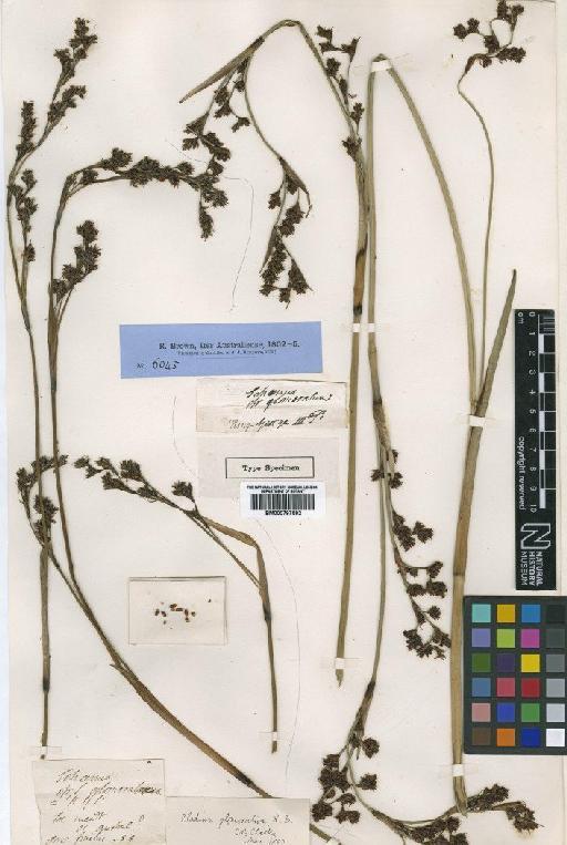 Machaerina rubiginosa (Sol. ex G.Forst.) T.Koyama - BM000797592