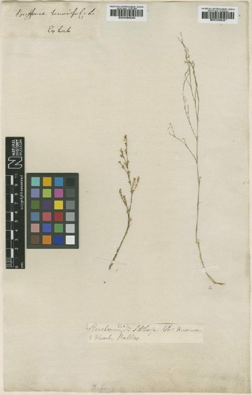 Bufonia tenuifolia L. - BM000946387