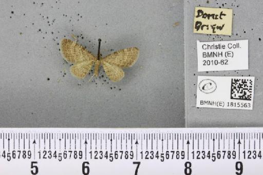 Eupithecia haworthiata Doubleday, 1856 - BMNHE_1815563_379359