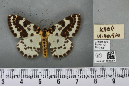 Abraxas grossulariata (Linnaeus, 1758) - BMNHE_1883380_439268