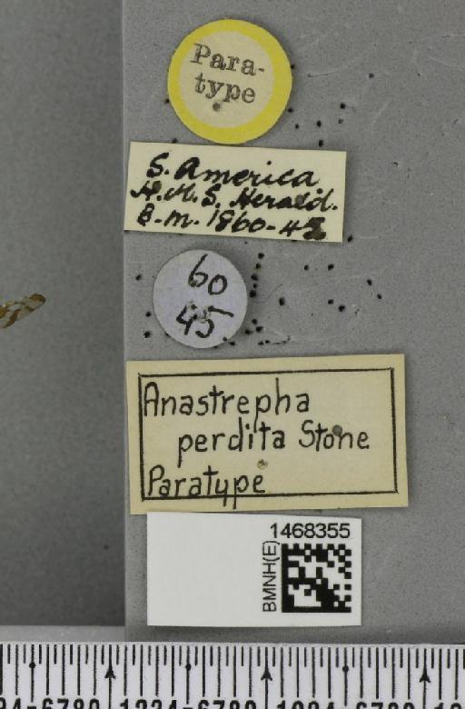 Anastrepha perdita Stone, 1942 - BMNHE_1468355_label_41386