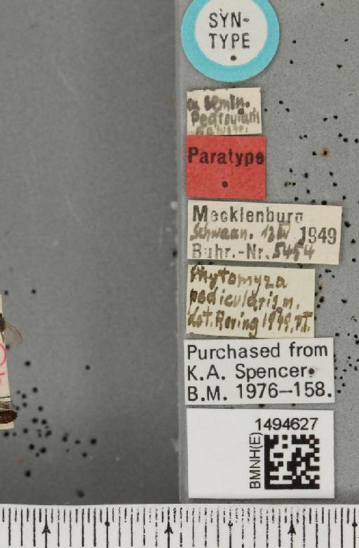 Phytomyza pedicularis Hering, 1949 - BMNHE_1494627_label_55325