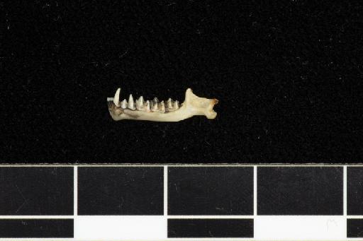 Phyllorhina labuanensis Tomes,1859 - 1907_1_1_305-Phyllorhina_labuanensis-Type-Skull-left_mandible-lateral