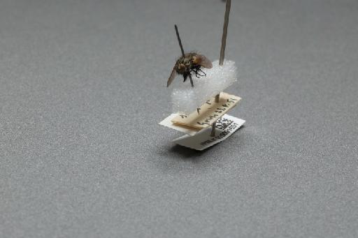 Sarcophaga (Myorhina) nigriventris Meigen, 1826 - 015091651_additional_3