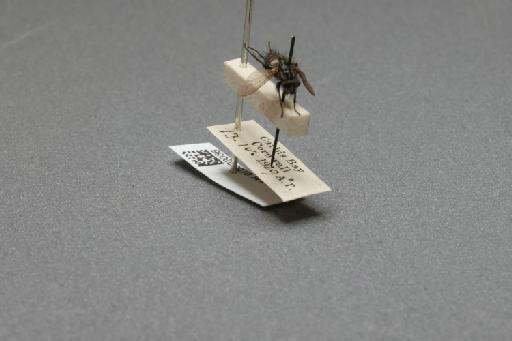 Sarcophaga (Myorhina) nigriventris Meigen, 1826 - 015092036_additional_4