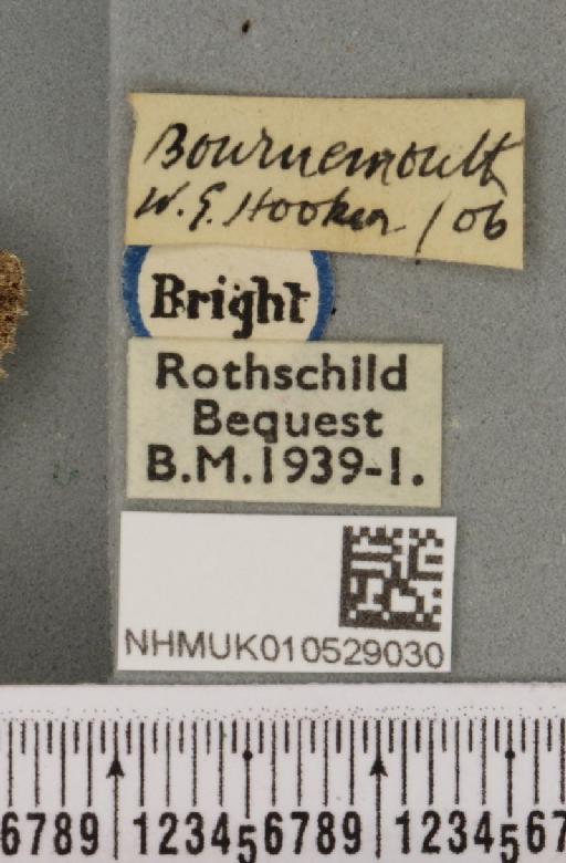 Spodoptera exigua ab. variegata Dannehl, 1929 - NHMUK_010529030_label_582967