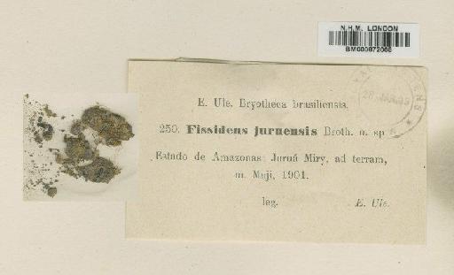 Fissidens juruensis Broth. - BM000872068