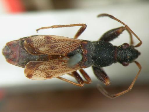 Togo hempterus Scott - Hemiptera: Toghem