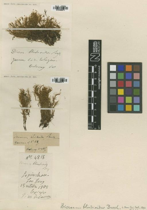 Dicranodontium blindioides (Besch.) Broth. - BM000866578_a