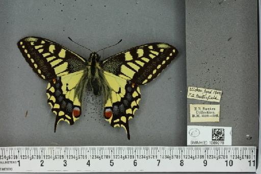 Papilio machaon britannicus Seitz, 1907 - BMNHE_1089278_64068