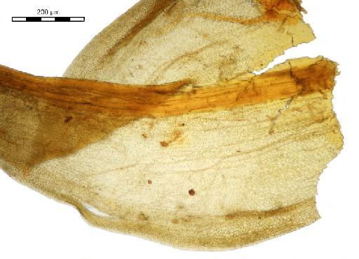 Bryoerythrophyllum wallichii (Mitt.) P.C.Chen - Trichostomum atrorubens var. circinans_BM001006617hyaline.jpg