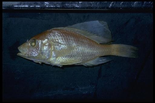 Haplochromis simpsoni Greenwood, 1965 - Haplochromis simpsoni; 1964.7.1.25-27