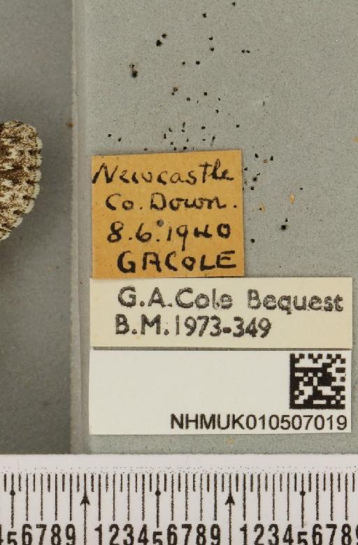 Acronicta rumicis (Linnaeus, 1758) - NHMUK_010507019_label_564665