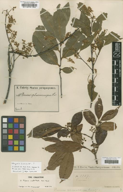 Prunus sphaerocarpa Sw. - BM000548768