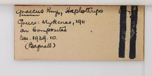 Haplothrips graecus Karny, 1914 - 014742699_additional
