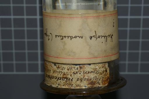Helicops modestus Günther, 1861 - Image of specimen 1946.1.14.42