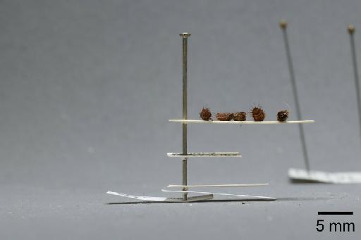 Fannia clara Collin, 1939 - 013421821_lateral
