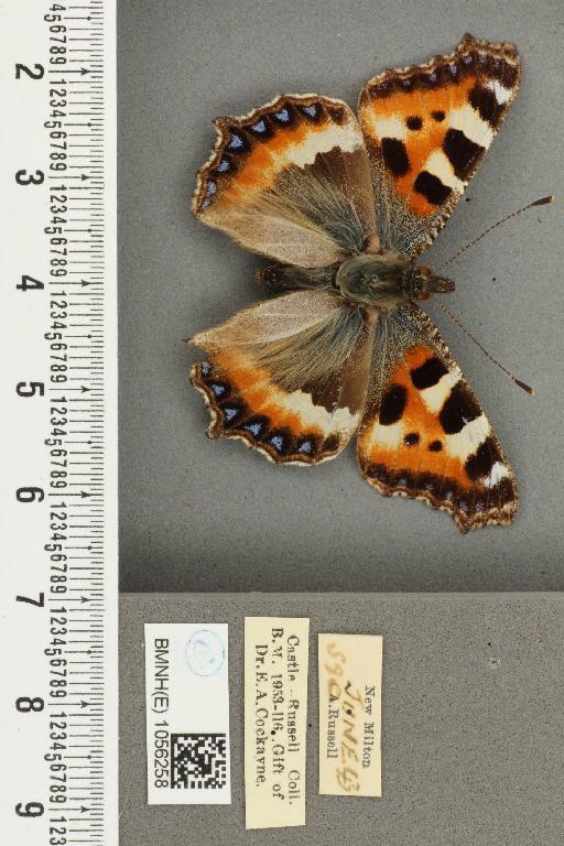 Aglais urticae ab. alba Cosmovici, 1892 - BMNHE_1056258_45704