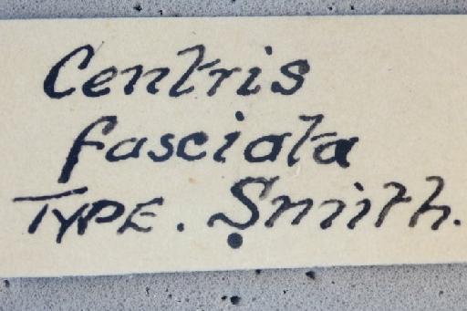 Centris fasciata Smith, F., 1854 - Centris fasciata type 17b934 BMNH(E)969530 label3.jpg