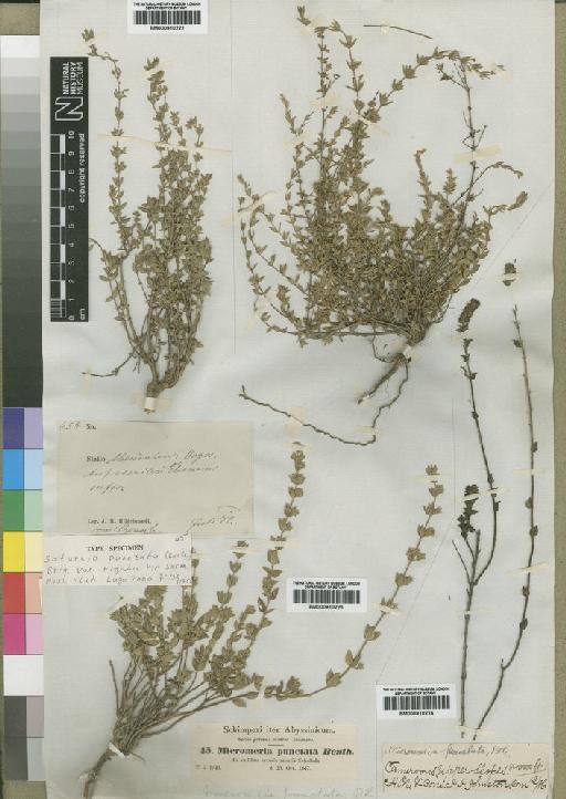 Micromeria punctata var. rigida Pic.Serm. - BM000910223