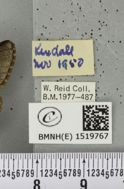 Poecilocampa populi (Linnaeus, 1758) - BMNHE_1519767_label_189016