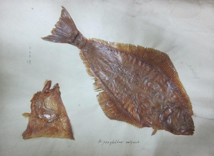 To NHMUK collection (Pleuronectes hippoglossus Linnaeus, 1758; SYNTYPE; NHMUK:ecatalogue:2584687)