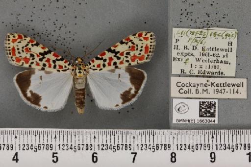 Utetheisa pulchella (Linnaeus, 1758) - BMNHE_1663044_283573